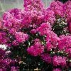 Garden Goods Direct Plum Magic Crape Myrtle Shrubs