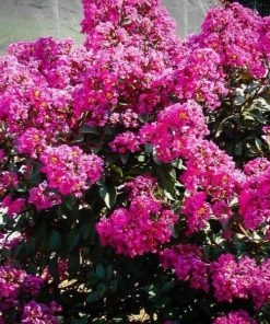 Garden Goods Direct Plum Magic Crape Myrtle Shrubs