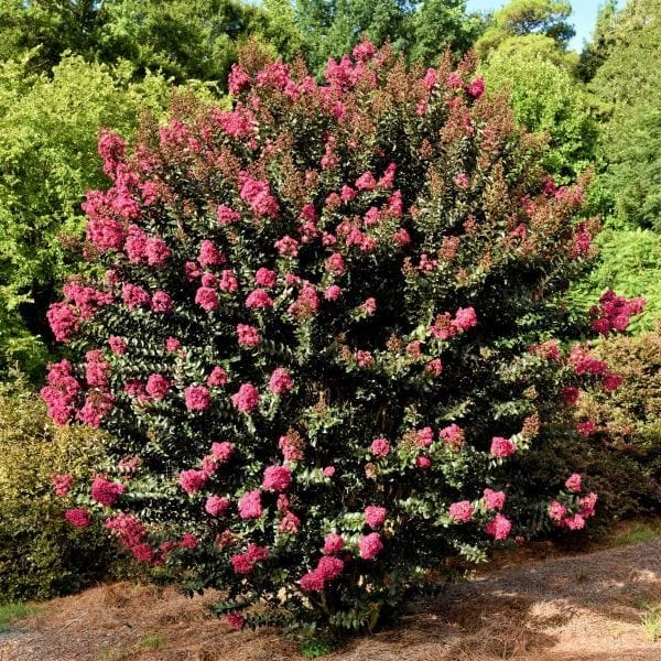 Garden Goods Direct Plum Magic Crape Myrtle Shrubs 2 Garden Goods Direct Plum Magic Crape Myrtle Shrubs