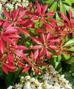 Garden Goods Direct Pieris Mountain Fire