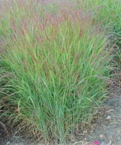 Garden Goods Direct Perennials Shenandoah Switch Grass