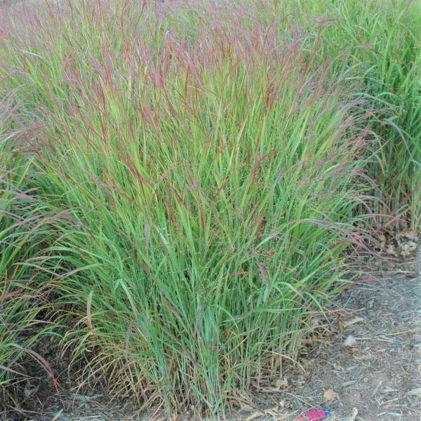 Garden Goods Direct Perennials Shenandoah Switch Grass 1 Garden Goods Direct Perennials Shenandoah Switch Grass