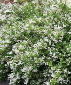 Garden Goods Direct Deutzia Nikko Shrubs