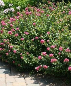 Garden Goods Direct Pocomoke Crape Myrtle
