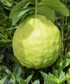 Garden Goods Direct Ponderosa Lemon Tree 5 Garden Goods Direct Ponderosa Lemon Tree