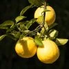 Garden Goods Direct Ponderosa Lemon Tree