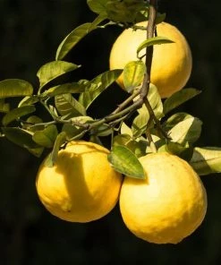 Garden Goods Direct Ponderosa Lemon Tree