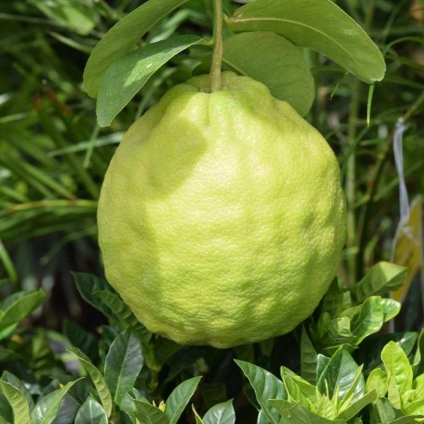 Garden Goods Direct Ponderosa Lemon Tree 3 Garden Goods Direct Ponderosa Lemon Tree
