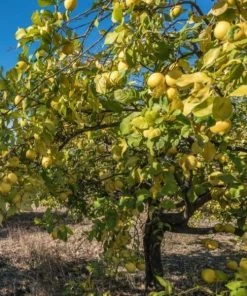 Garden Goods Direct Ponderosa Lemon Tree