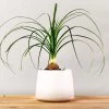 Garden Goods Direct House Plants Ponytail Palm