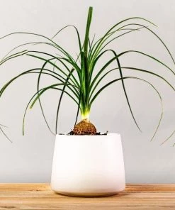 Garden Goods Direct House Plants Ponytail Palm