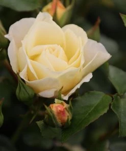 Garden Goods Direct Popcorn Drift® Rose Shrubs