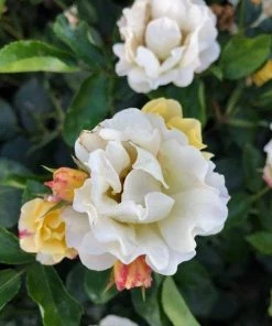 Garden Goods Direct Popcorn Drift® Rose Shrubs 5 Garden Goods Direct Popcorn Drift® Rose Shrubs
