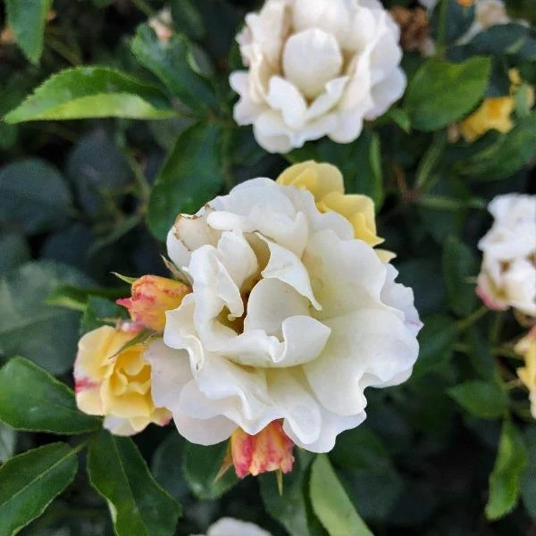 Garden Goods Direct Popcorn Drift® Rose Shrubs 3 Garden Goods Direct Popcorn Drift® Rose Shrubs