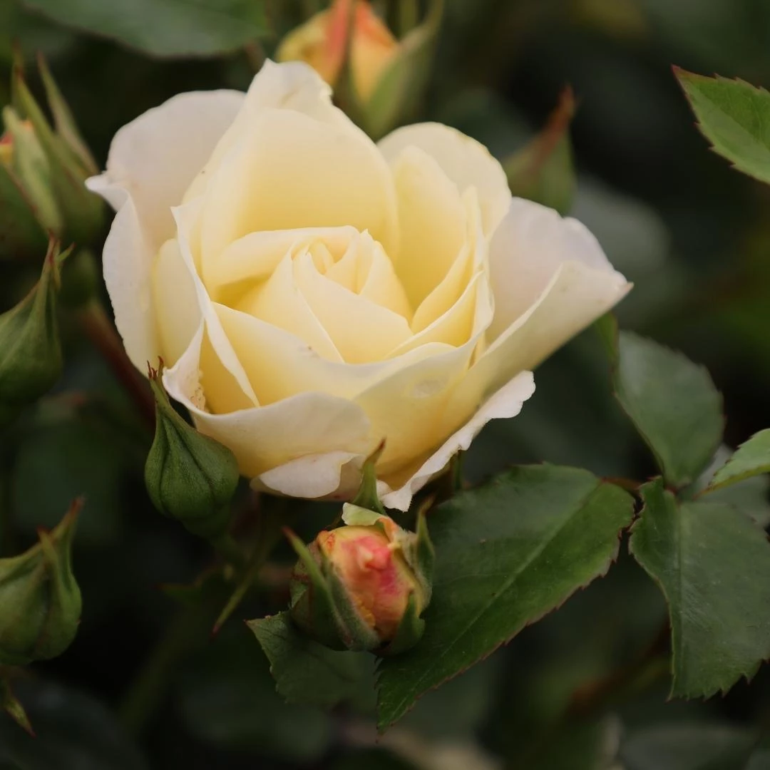Garden Goods Direct Popcorn Drift® Rose Shrubs 2 Garden Goods Direct Popcorn Drift® Rose Shrubs