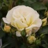 Garden Goods Direct Popcorn Drift® Rose Shrubs
