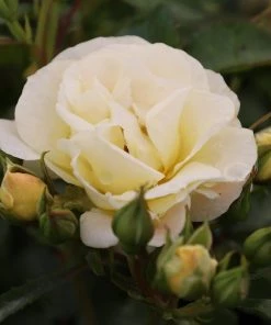 Garden Goods Direct Popcorn Drift® Rose Shrubs