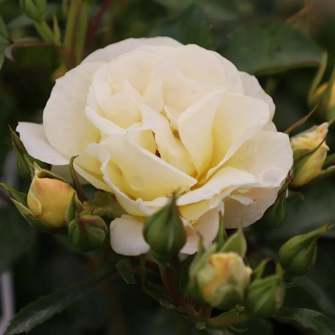 Garden Goods Direct Popcorn Drift® Rose Shrubs 1 Garden Goods Direct Popcorn Drift® Rose Shrubs