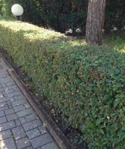 Garden Goods Direct Shrubs Chestnut Hill Cherry Laurel