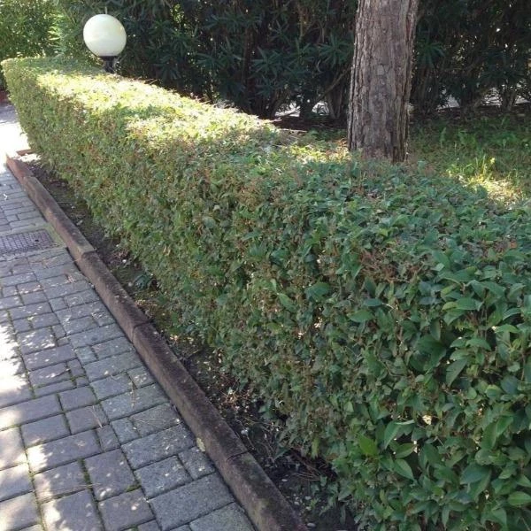 Garden Goods Direct Shrubs Chestnut Hill Cherry Laurel 1 Garden Goods Direct Shrubs Chestnut Hill Cherry Laurel