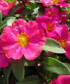 Garden Goods Direct Portulaca Fuchsia