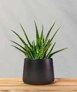 Garden Goods Direct Aloe Vera Plants