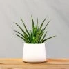 Garden Goods Direct Aloe Vera Plants