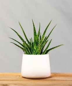 Garden Goods Direct Aloe Vera Plants