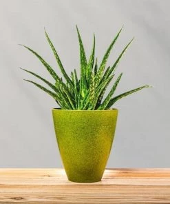 Garden Goods Direct Aloe Vera Plants