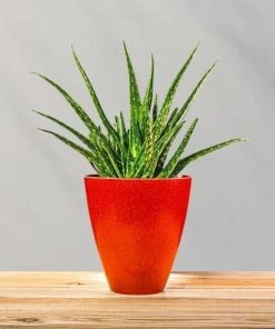 Garden Goods Direct Aloe Vera Plants