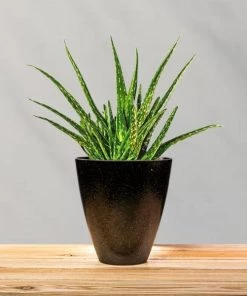 Garden Goods Direct Aloe Vera Plants