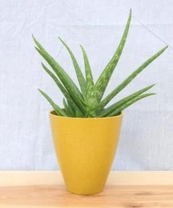 Garden Goods Direct Aloe Vera Plants