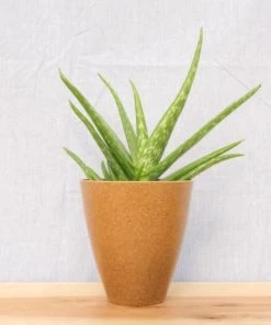 Garden Goods Direct Aloe Vera Plants
