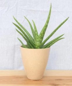 Garden Goods Direct Aloe Vera Plants
