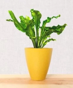Garden Goods Direct Bird's Nest Fern House Plants 20 Garden Goods Direct Bird's Nest Fern House Plants