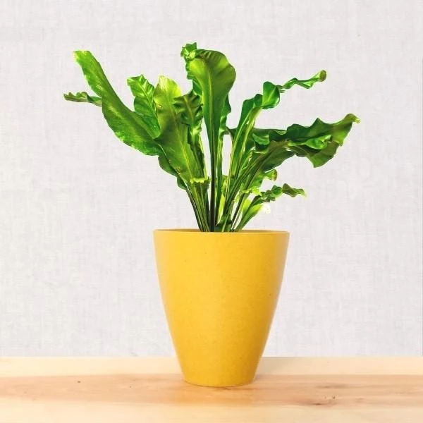 Garden Goods Direct Bird's Nest Fern House Plants 7 Garden Goods Direct Bird's Nest Fern House Plants