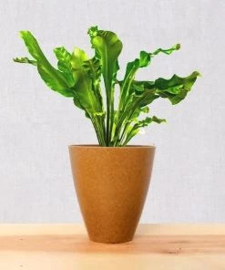 Garden Goods Direct Bird's Nest Fern House Plants 21 Garden Goods Direct Bird's Nest Fern House Plants
