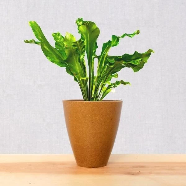 Garden Goods Direct Bird's Nest Fern House Plants 8 Garden Goods Direct Bird's Nest Fern House Plants