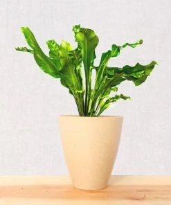 Garden Goods Direct Bird's Nest Fern House Plants 22 Garden Goods Direct Bird's Nest Fern House Plants