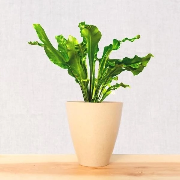 Garden Goods Direct Bird's Nest Fern House Plants 9 Garden Goods Direct Bird's Nest Fern House Plants