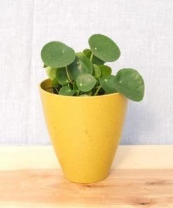 Garden Goods Direct Chinese Money Plant House Plants