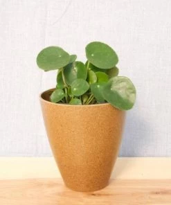 Garden Goods Direct Chinese Money Plant House Plants