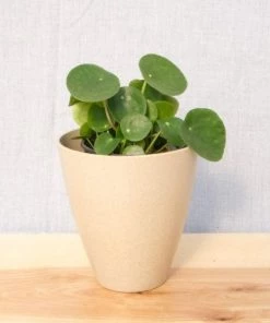 Garden Goods Direct Chinese Money Plant House Plants