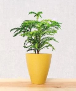 Garden Goods Direct Norfolk Island Pine