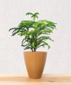 Garden Goods Direct Norfolk Island Pine