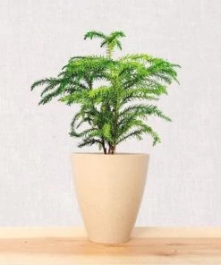 Garden Goods Direct Norfolk Island Pine