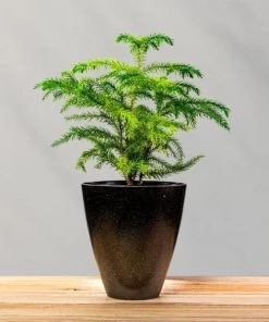 Garden Goods Direct Norfolk Island Pine