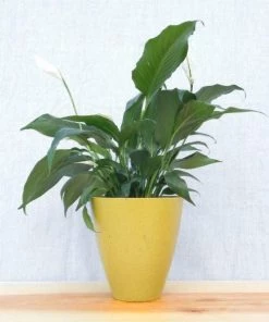 Garden Goods Direct Peace Lily House Plants 18 Garden Goods Direct Peace Lily House Plants