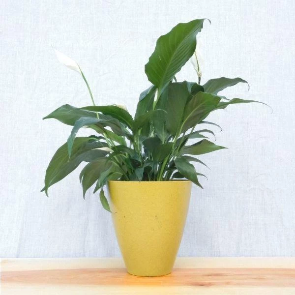 Garden Goods Direct Peace Lily House Plants 6 Garden Goods Direct Peace Lily House Plants