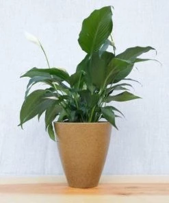 Garden Goods Direct Peace Lily House Plants 22 Garden Goods Direct Peace Lily House Plants